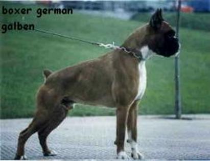 boxer%204 - Rasa Boxer Deutsche Boxer Boxer German