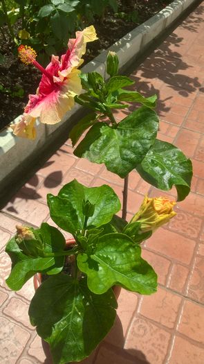 WP_20160731_13_10_11_Pro