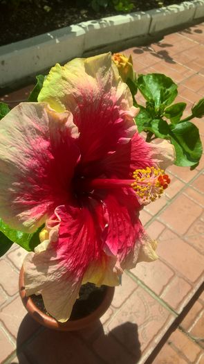 WP_20160731_13_09_35_Pro