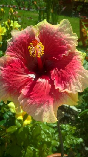 WP_20160731_13_09_56_Pro