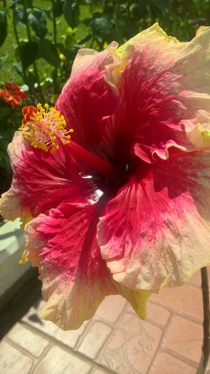 WP_20160731_13_10_20_Pro - Hibiscus Prima Ballerina