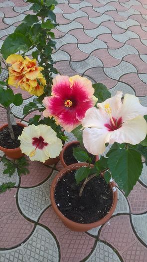 WP_20160731_13_08_12_Pro