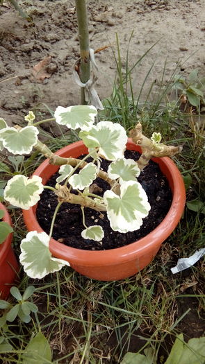 1469963720966-2036480592 - Muscate si alte plante