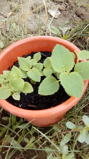 1469963750917-293868030 - Muscate si alte plante