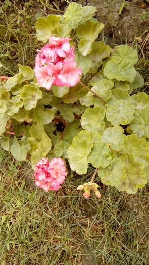 14699637746761305563176 - Muscate si alte plante