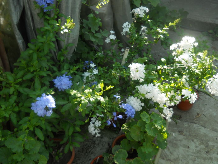 DSCN9697 - A48   2016