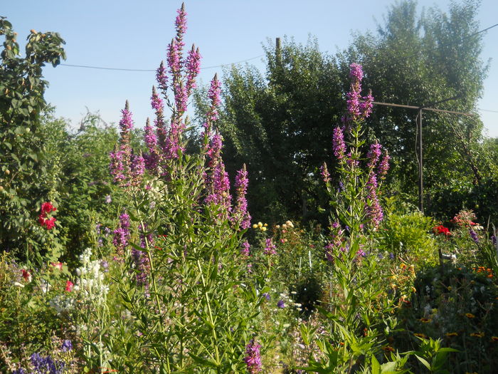 DSCN9711