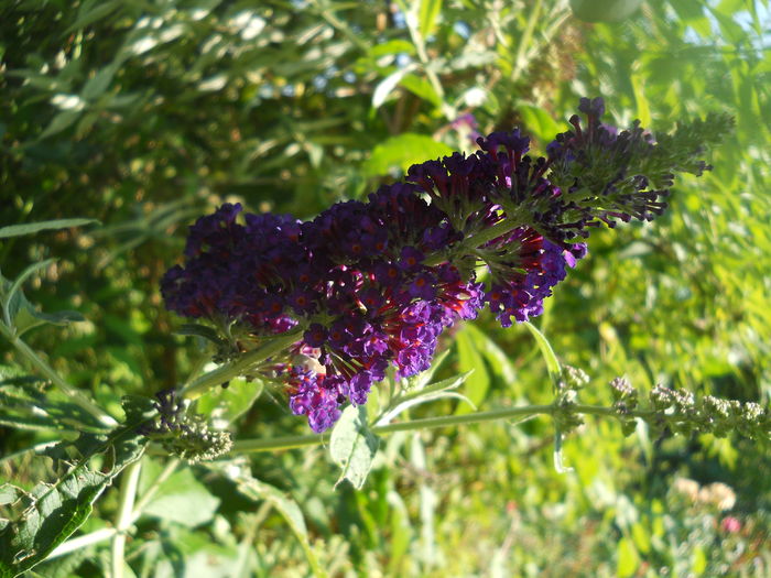 DSCN9716