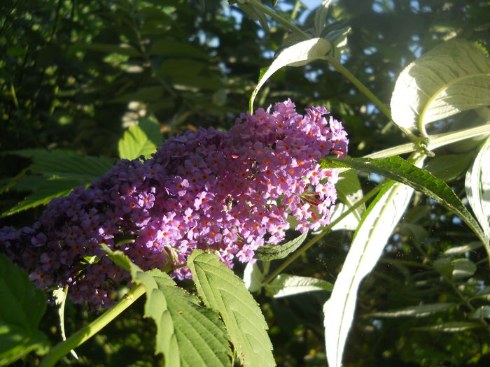 DSCN9717