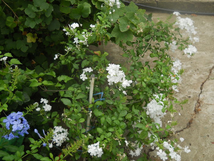 DSCN9778 - A48   2016