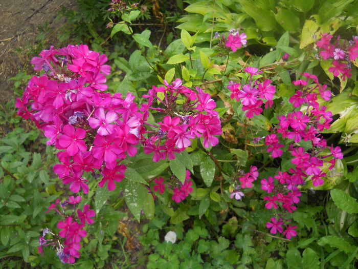 DSCN9829 - A48   2016