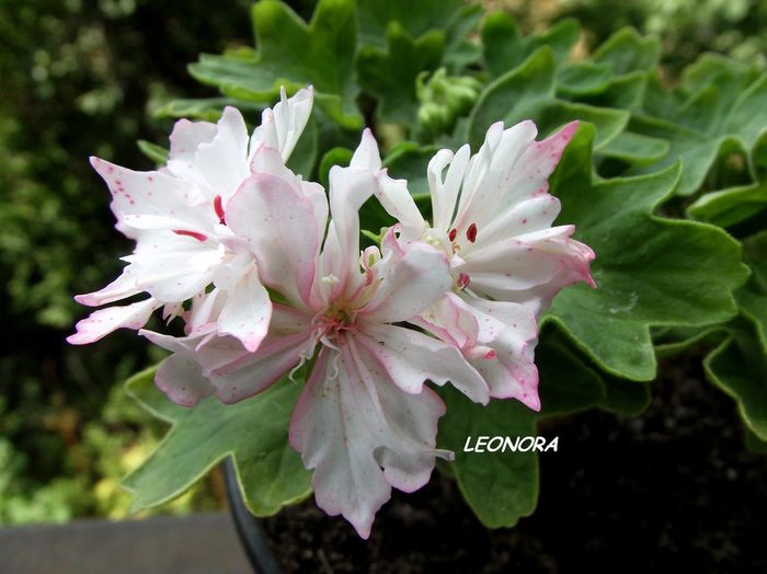 stellar Richard Hodgson