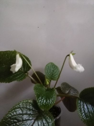 Eumorpha