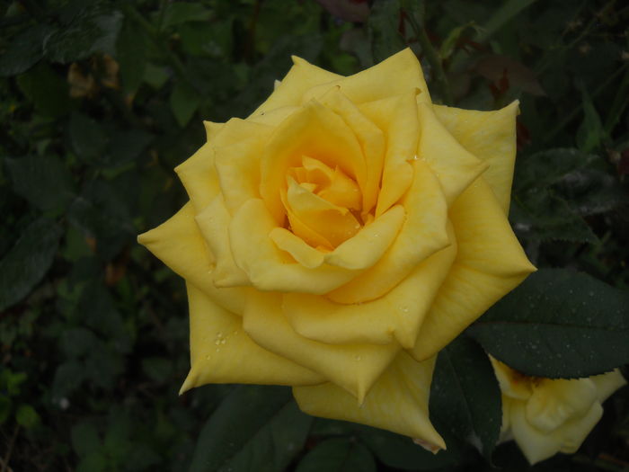 DSCN9809