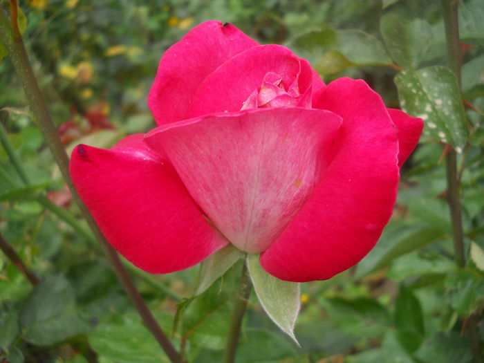 DSCN9812