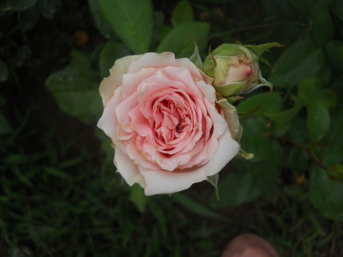 DSCN9813