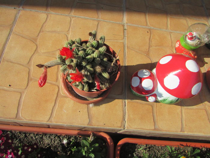 IMG_9441 - My garden