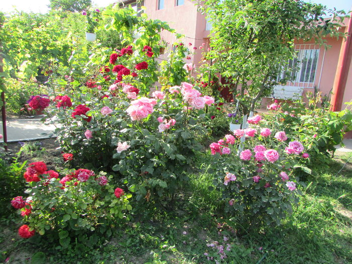 IMG_9459 - My garden