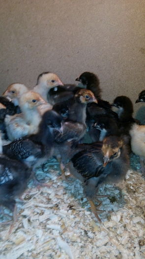 IMG_20160731_173216 - Pui de diferite rase