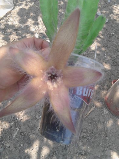 IMG_20160731_130355 - Stapelia Gigantea -multumesc d-l Gino