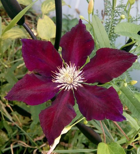 IMG_20160731_175629 - Clematis