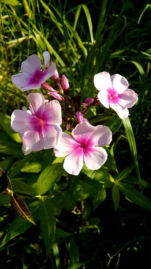 IMG_20160731_174844 - Phlox si alte perene