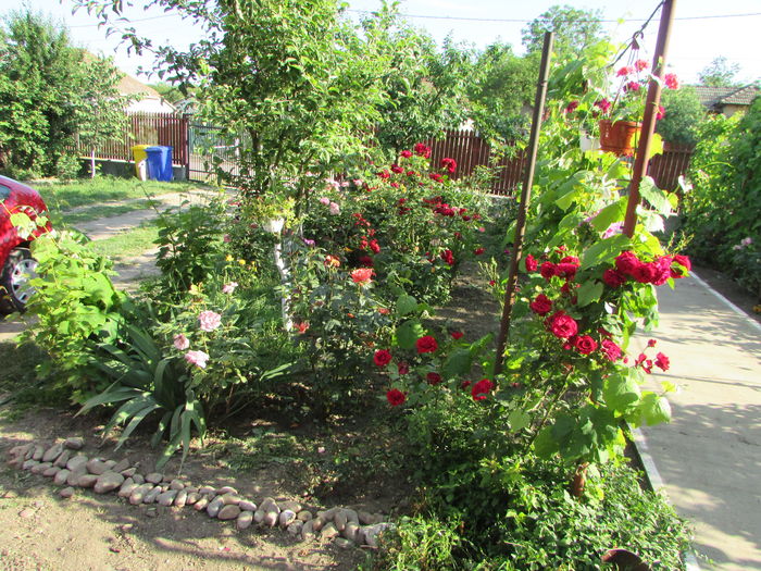 IMG_9500 - My garden