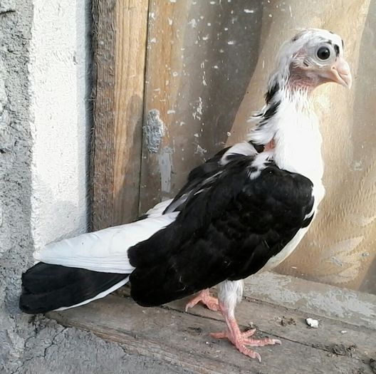 mama cazatoare tata moriscar