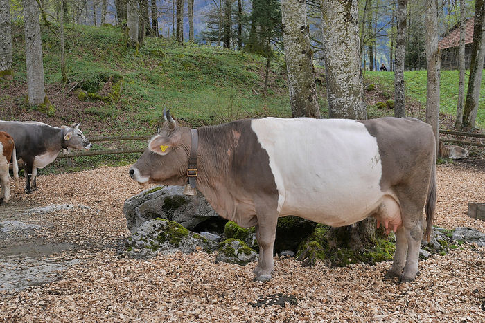 In ocolul vacilor-88fg