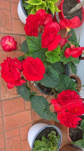 WP_20160731_17_55_07_Pro - Begonii 2016