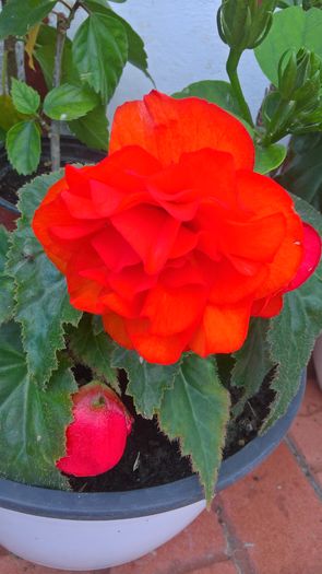 WP_20160731_17_54_47_Pro - Begonii 2016