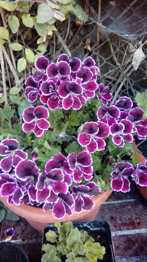 14699791485731224282245 - Muscate si alte plante