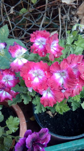 14699791780481578653390 - Muscate si alte plante