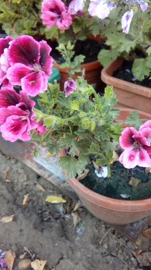 1469979200547829400917 - Muscate si alte plante