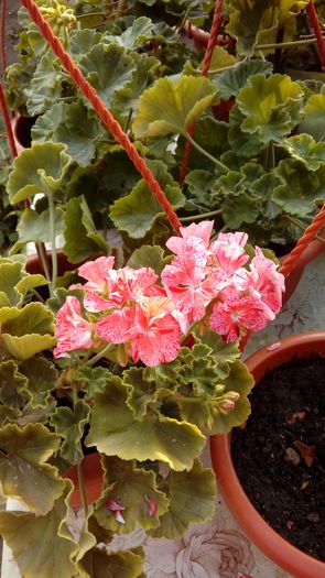 1469979281580-859635592 - Muscate si alte plante