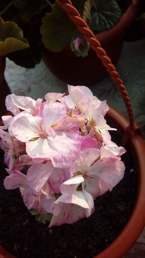 1469979292932-1066978492 - Muscate si alte plante