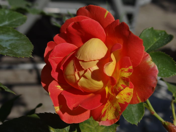 Rose des Cistercien