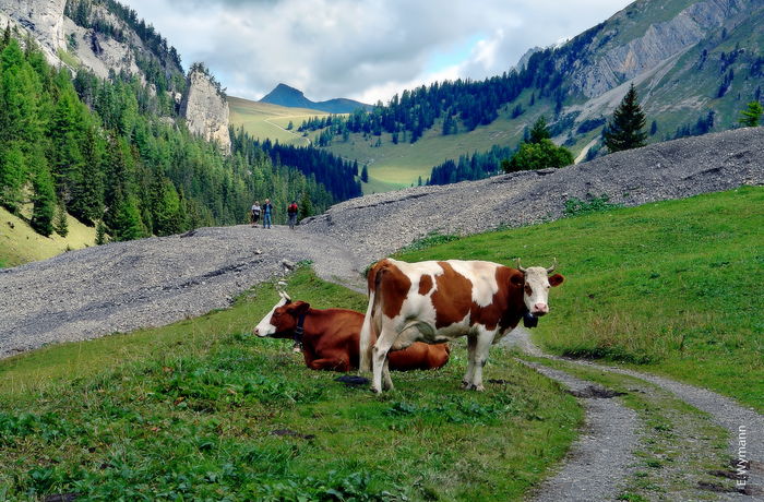 Peisaj montan cu vacute