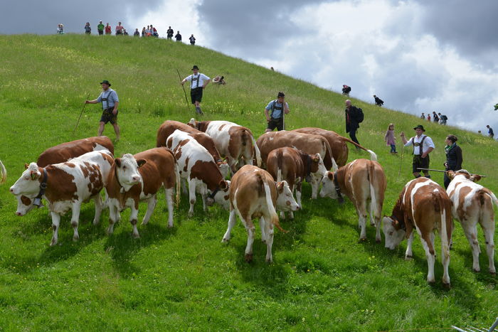 Urcam la munte cu ele