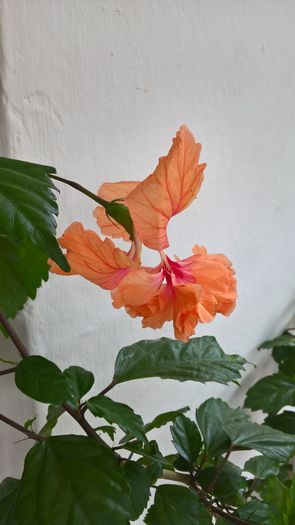 WP_20160731_11_57_46_Pro - Hibiscus El Capitolio Orange