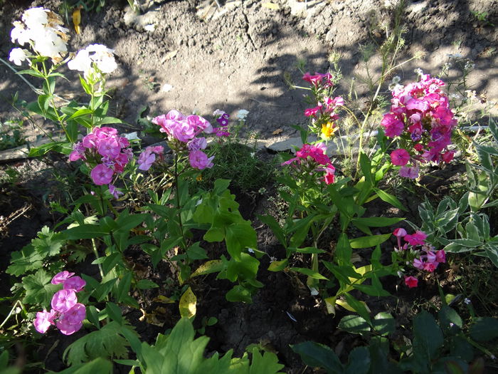 phlox brigadier - Iulie II