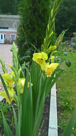 WP_20160731_12_23_09_Pro - Gladiole 2016