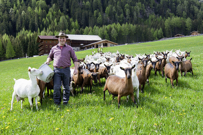 Caprele asteapta cerealele daaaaaa