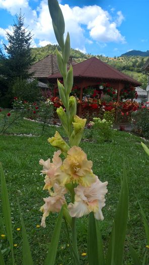 WP_20160731_12_22_20_Pro - Gladiole 2016