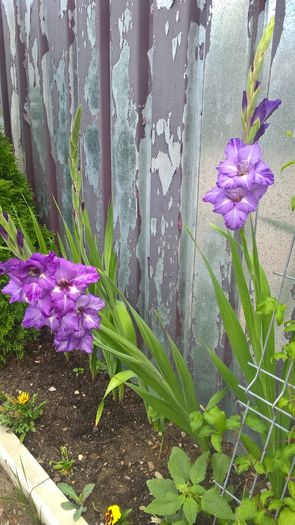 WP_20160731_12_21_58_Pro - Gladiole 2016