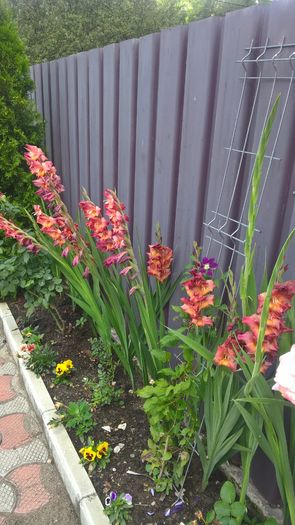 WP_20160731_12_21_29_Pro - Gladiole 2016