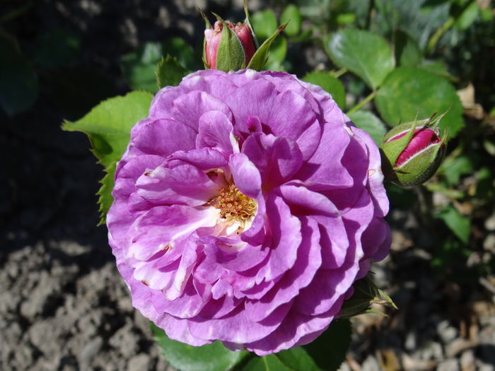 minerva se pregateste de o noua inflorire