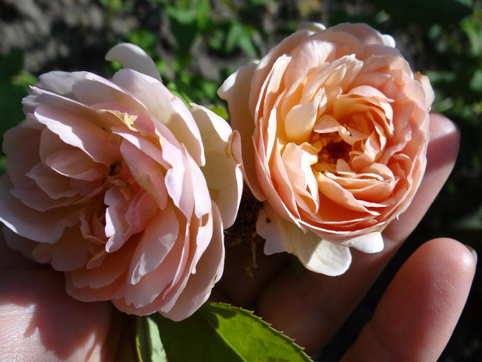 sweet juliet