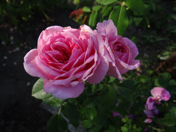 gertrude jekyll