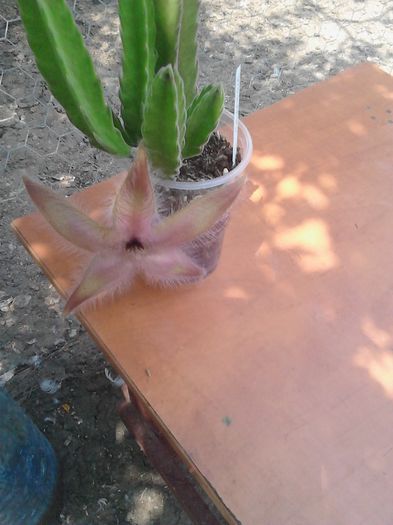 IMG_20160731_130407 - Stapelia Gigantea -multumesc d-l Gino